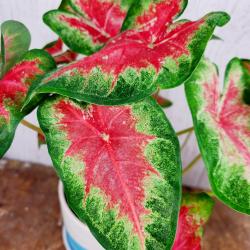 Pre summer break outdoor sale