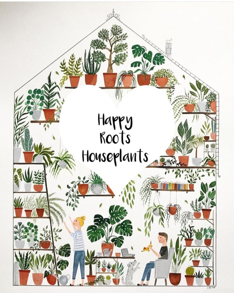 Happy Roots Houseplants Indoor Plants Kingston Happy Roots